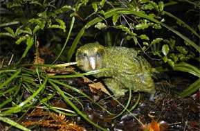 Kakapo Up Close